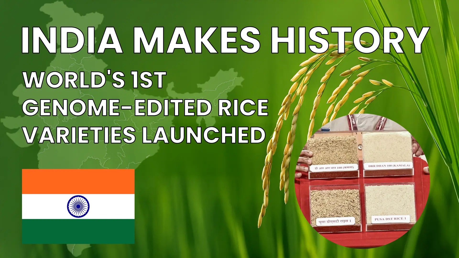 Kamala Rice 1st GENOME-EDITED RICE VARIETIES LAUNCHED