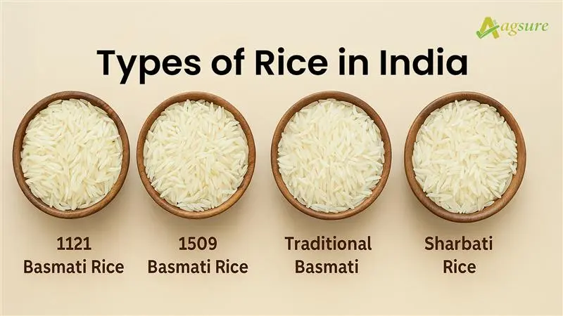 TYPES OF BASMATI RICE IN INDIA